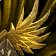 Gilded Seraph s Amice